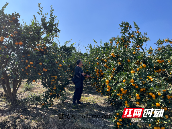 柑橘产业.jpg